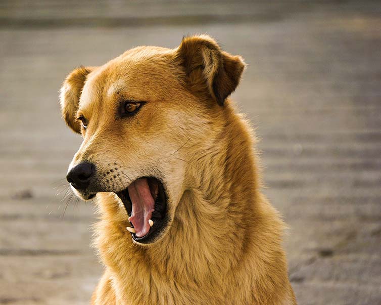 why does my dogs jaw quiver when he yawns