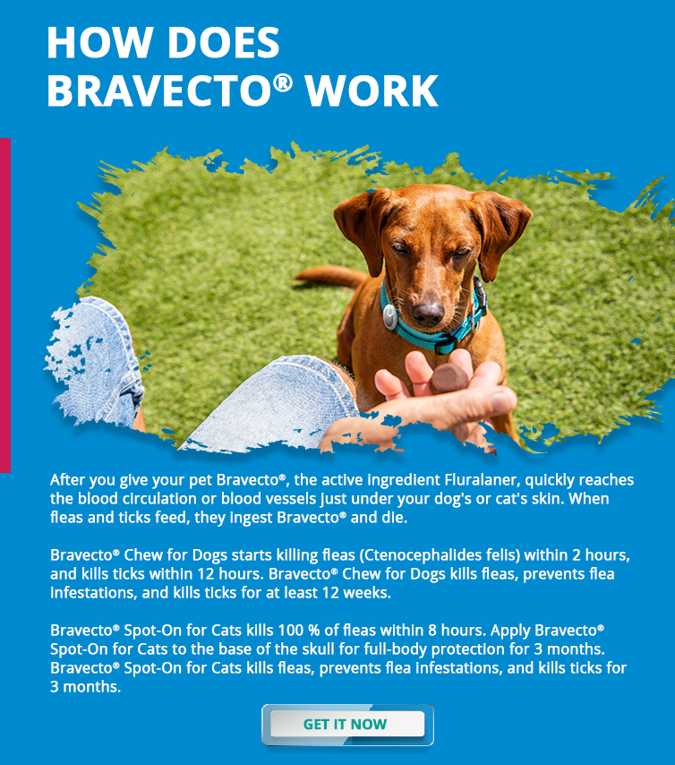 Bravecto March 2022 Newsletter How Does Bravecto work Bravecto Blog