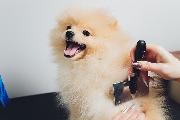 Pawfect House Unconditional Love in A Furry Bag